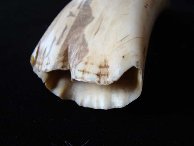 A large scrimshawed Sperm Whale's Tooth depicting a Whaling hunt off the 'Feegee' Islands. — image 4